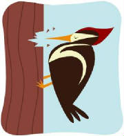 woodpeckerpeckinghole.jpg
